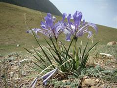 زنبق هزار مسجدی